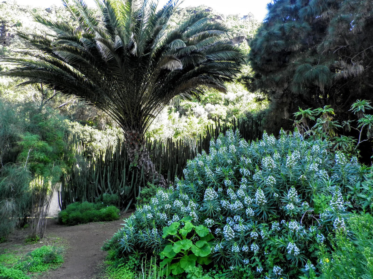 Viera-y-Clavijo-botanikus-kert-5-kihagyhatatlan-látnivaló-Gran-Canaria-Kanári-szigetek-Viasale-travel