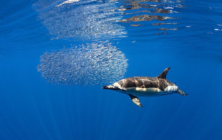 Delfin-bálna-les-Tenerife-utazás-Kanári-szigetek