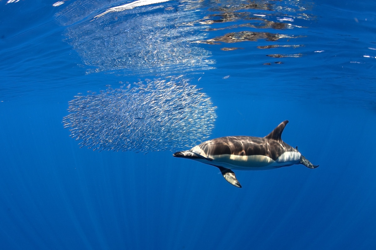Delfin-bálna-les-Tenerife-utazás-Kanári-szigetek