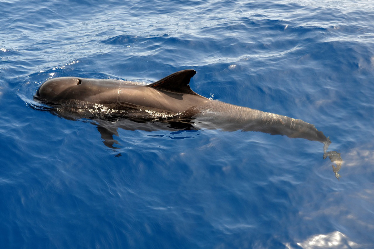 Bálnák és delfinek a Kanári-szigeteken
