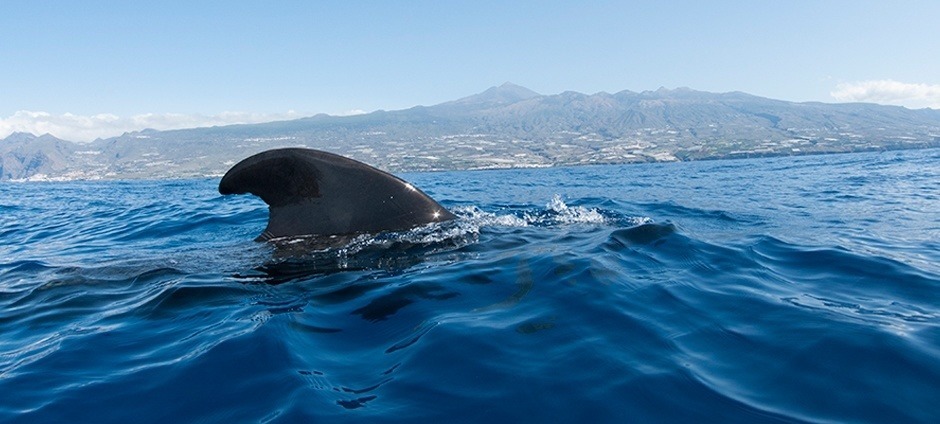 Bálnák és delfinek a Kanári-szigeteken