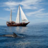 Hajókirándulás-bálnales-kalózhajóval