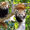 Loro Parque-világ-legjobb-állat-növényparkja-belépő