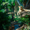 Loro Parque-világ-legjobb-állat-növényparkja-belépő