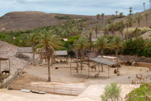 oasis-park-fuerteventura