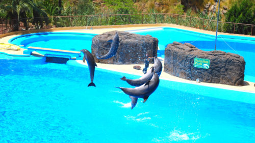 Gran Canaria Aqualand Palmitos park program jegy
