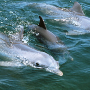 Gran-Canaria-Hajokirandulas-delfinles-uvegfeneku-hajoval
