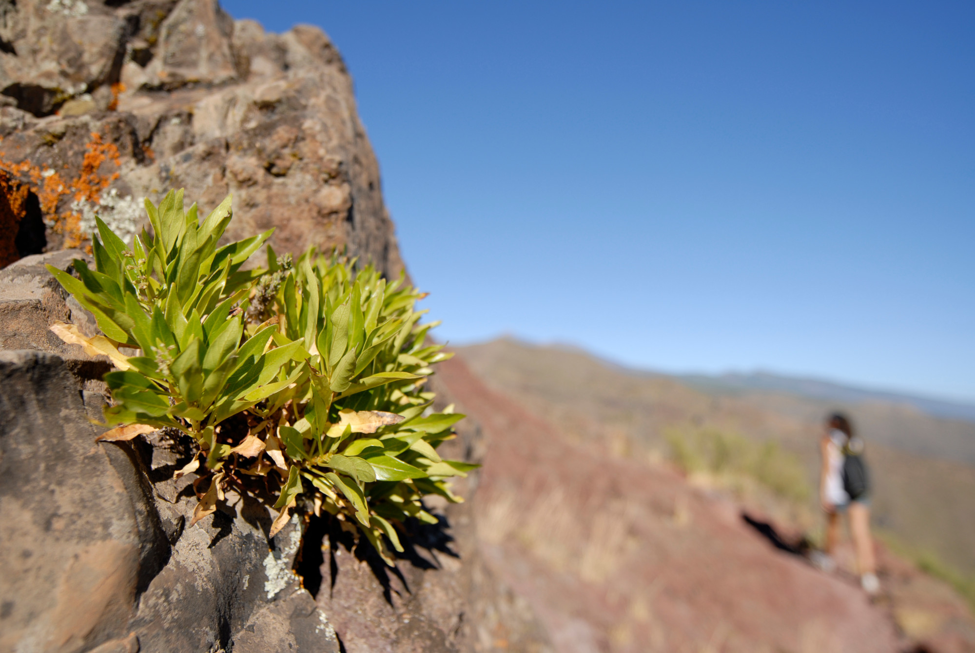 15 ok amiér Kanári-szigetek legjobb őszi pihenéshez Tenerife Gran Canaria Fuerteventura