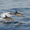 Bálna-és-delfinles-katamaránnal-Grabn-Canaria