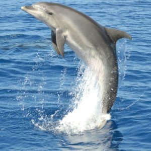 Bálna-és-delfinles-katamaránnal-Gran-Canaria