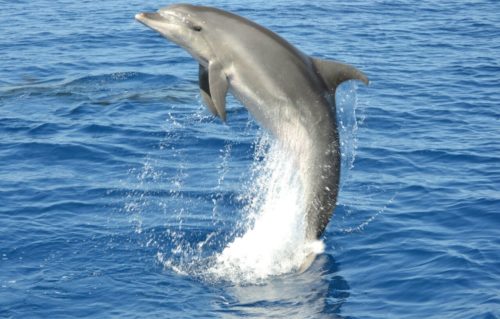 Bálna-és-delfinles-katamaránnal-Gran-Canaria