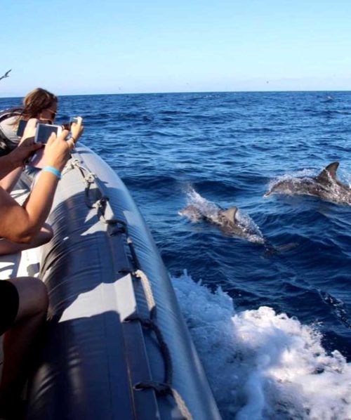 Delfin-bálnales-motorcsónakkal-Fuerteventura