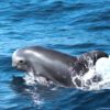 Delfin-bálnales-motorcsónakkal-Fuerteventura