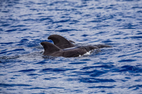 Delfin-bálnales-Madeira