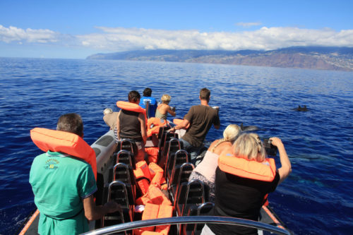 Delfin-bálnales-Madeira