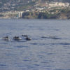 Delfin-bálnales-katamaránnal-3-órás-1
