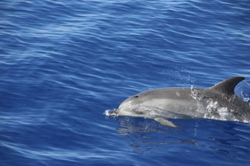 Delfin-bálnales-katamaránnal-3-órás-1