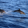 Delfin-bálnales-katamaránnal-3-órás