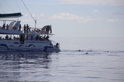 Delfin-bálnales-katamaránnal-3-órás