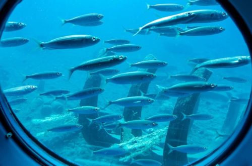 Tengeri-élővilág-megfigyelése-tengeralattjáróval-Lanzarote