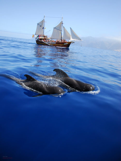 Hajókirándulás-bálnales-kalózhajóval-Los-Gigantes-szikláinál-Tenerife