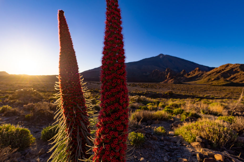 Tenerife-látnivalók-Naplemente-csillagos-égbolt-Teide-Nemzeti-Parkban