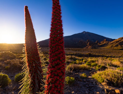 Tenerife legszebb túraútvonalai, vadregényes tájai