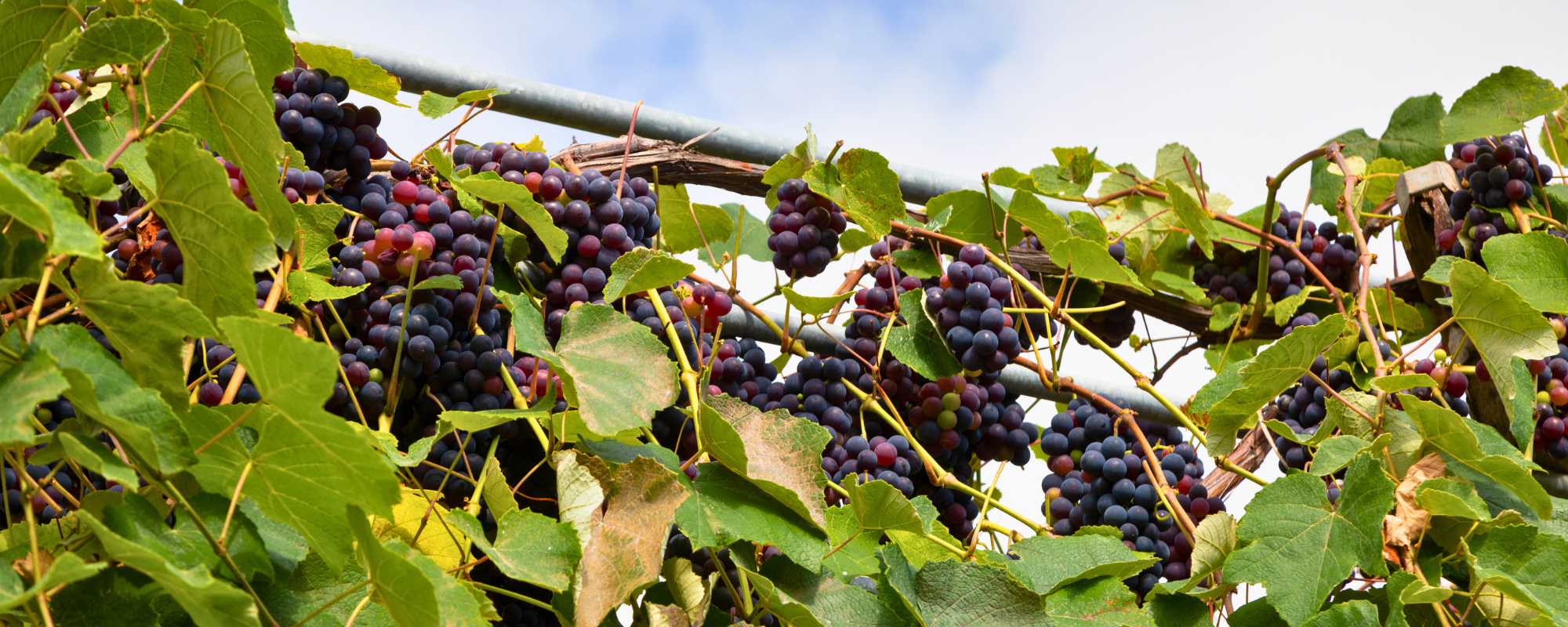Madeira szőlő