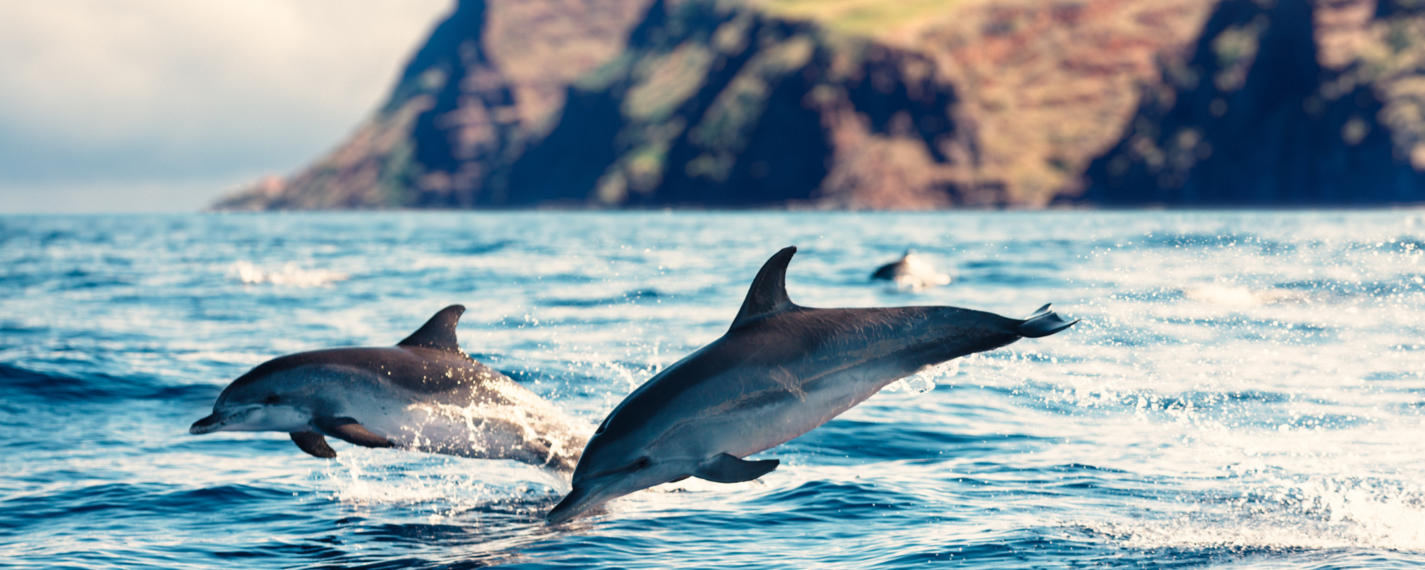 Madeira delfinek