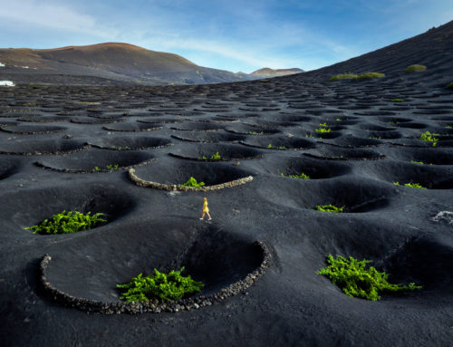 A Lanzarote-i borok csodás világa