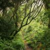 Anaga túra, Tenerife