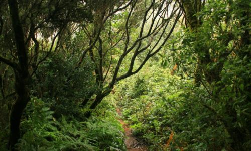 Anaga túra, Tenerife