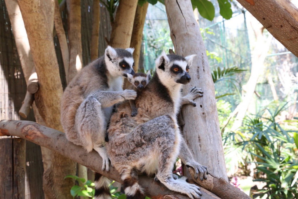 Oasis Park