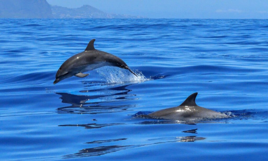 Fuerteventura delfin