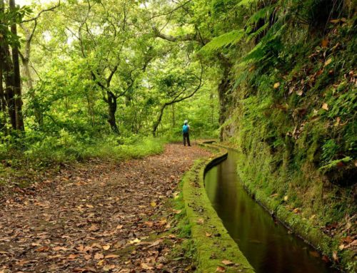 Levadák világa – Madeira kék útjai