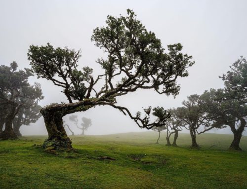 Fanal – Madeira titokzatos “köd erdeje”